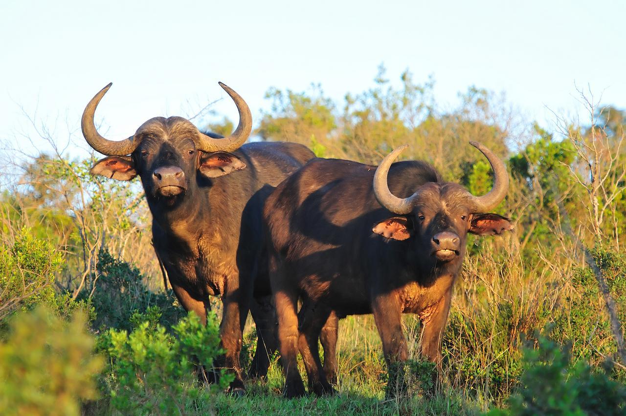 Kariega Game Reserve Ukhozi Lodge Kenton on Sea Exterior photo